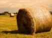 Tapety na plochu - Golden haystack
