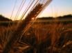 Tapety na plochu - Winter Wheat