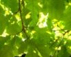 Tapety na plochu - Green Oak Leaf
