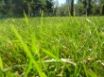 Tapety na plochu - Grass in park