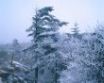 Tapety na plochu - Frost on pines