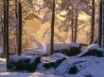 Tapety na plochu - Snowy pine forest