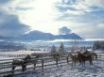 Tapety na plochu - Horses in winter