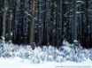 Tapety na plochu - White pine trees
