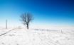 Tapety na plochu - Snow Road Tree