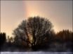 Tapety na plochu - Rainbow Tree