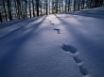 Tapety na plochu - Snow Traces