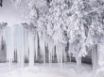 Tapety na plochu - Winter frost