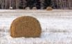 Tapety na plochu - Winter hay bales