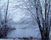 Tapety na plochu - Winter trees snow