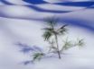 Tapety na plochu - Frost winter plant