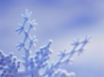 Tapety na plochu - Frost winter forms