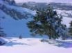 Tapety na plochu - Winter tree and snow