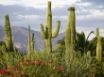 Tapety na plochu - Saguaro Cacti