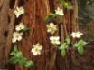 Tapety na plochu - Pacific Dogwood