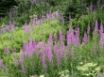 Tapety na plochu - Field of Fireweed