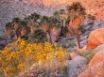 Tapety na plochu - Brittlebush at Sunrise