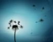 Tapety na plochu - Dandelion bits