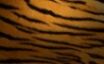 Tapety na plochu - Tiger Skin