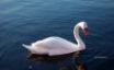 Tapety na plochu - swan