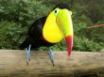 Tapety na plochu - Toucan