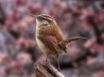 Tapety na plochu - Cute brown bird