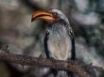 Tapety na plochu - Proud Hornbill