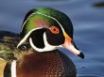 Tapety na plochu - Male Wood duck