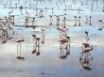 Tapety na plochu - Flamingos on beach