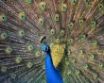 Tapety na plochu - Beautiful peacock