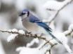 Tapety na plochu - Cyanocitta Cristata