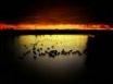 Tapety na plochu - Ducks in sunset