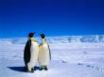 Tapety na plochu - Penguin soulmates