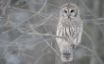 Tapety na plochu - Owl in a tree