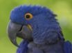 Tapety na plochu - Blue Rokie