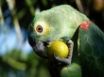 Tapety na plochu - Eating Fruits