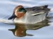 Tapety na plochu - Green-Winged Teal
