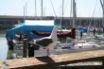 Tapety na plochu - Posing Seagull