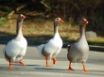 Tapety na plochu - Afternoon Waddle