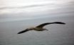 Tapety na plochu - Bird flying
