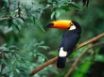 Tapety na plochu - Toco Toucan
