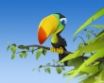 Tapety na plochu - Colored parrot