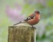 Tapety na plochu - Little bird on tree