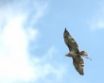 Tapety na plochu - Hawk on sky