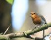 Tapety na plochu - Bird on branch