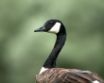 Tapety na plochu - Goose