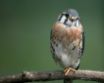 Tapety na plochu - Hawker on branch