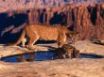 Tapety na plochu - Cougar and cubs