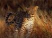 Tapety na plochu - Cheetah watching