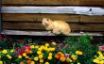Tapety na plochu - Cat and flowers